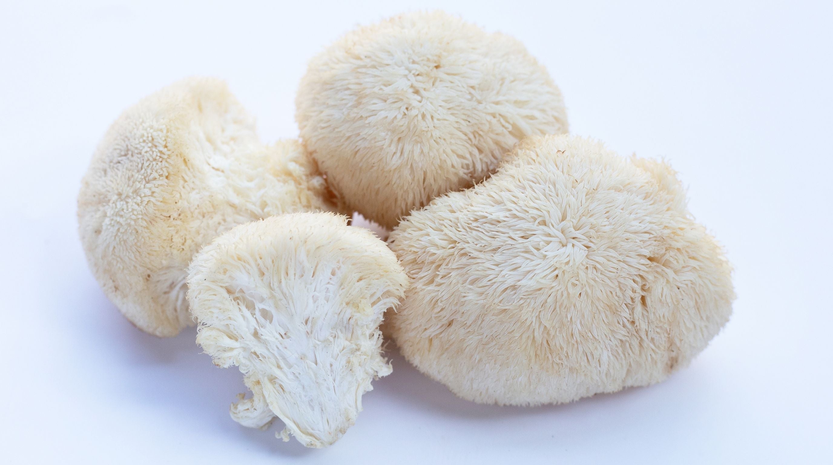 Neuroplastyczność mózgu a Soplówka Jeżowata (Lion's Mane)