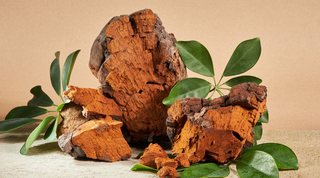 Chaga i Kordyceps: Jak naturalnie zbudować żelazną odporność