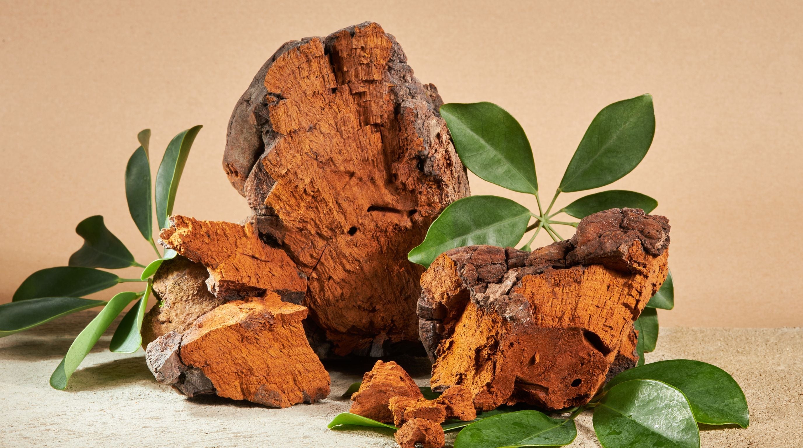 Chaga i Kordyceps: Jak naturalnie zbudować żelazną odporność