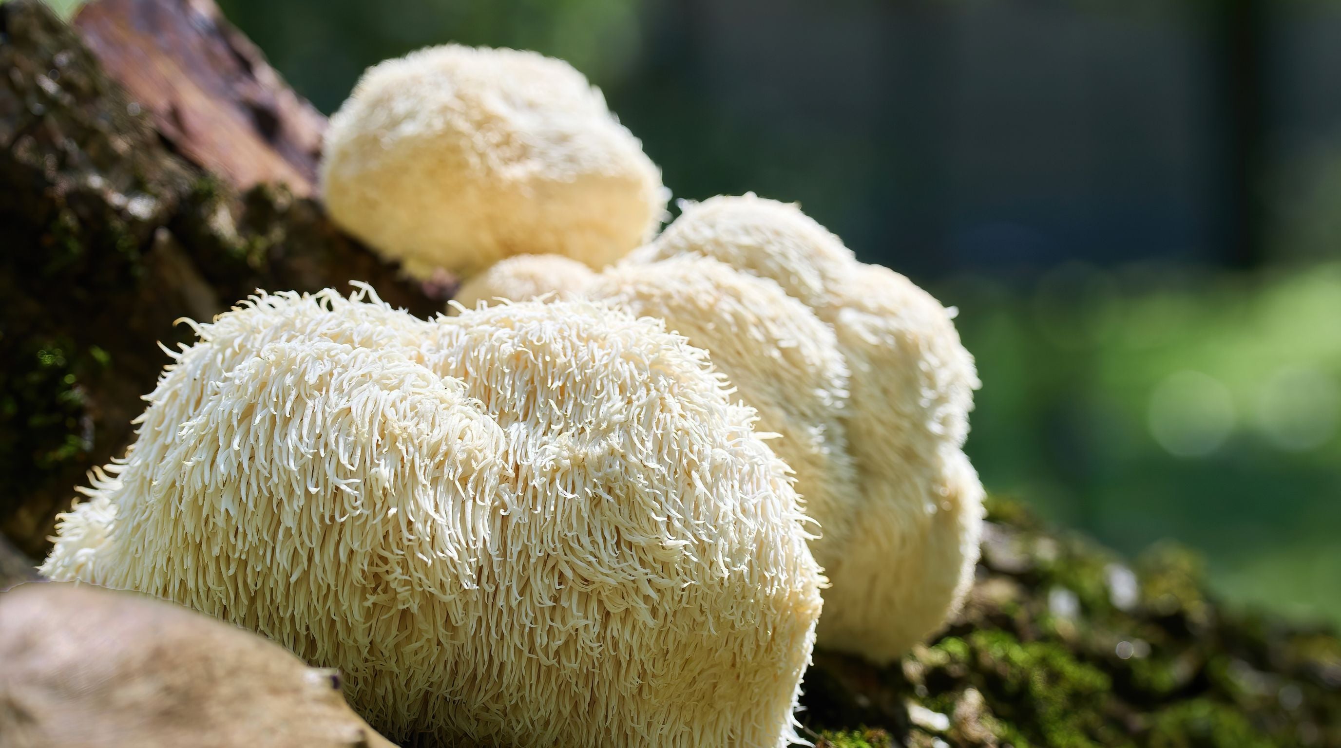 Soplówka Jeżowata (Lion's Mane): Grzyb, który regeneruje mózg